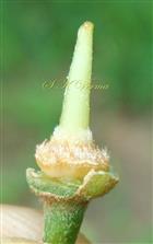  Pistil